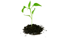 ZIARNA DO KIEŁKOWANIA 